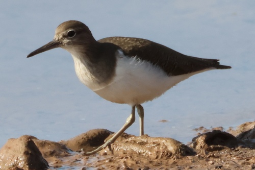 Common Sandpiper