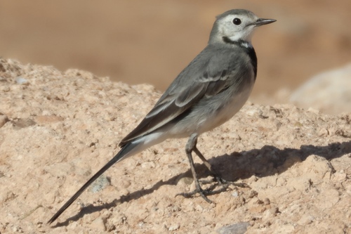 White Wagtail