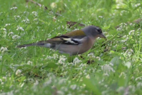 African Chaffinch