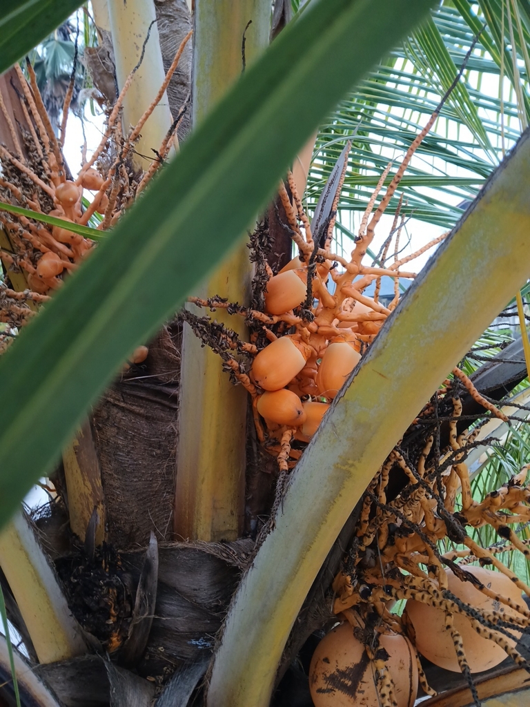 Coconut (Cocos nucifera)