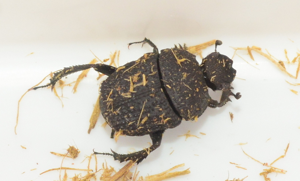 Gymnopleurus asperrimus