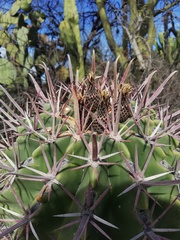 Ferocactus recurvus recurvus