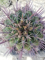 Ferocactus recurvus recurvus