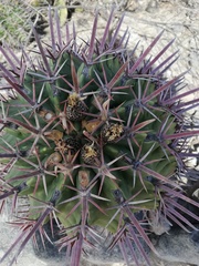 Ferocactus recurvus recurvus