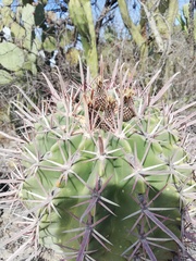 Ferocactus recurvus recurvus