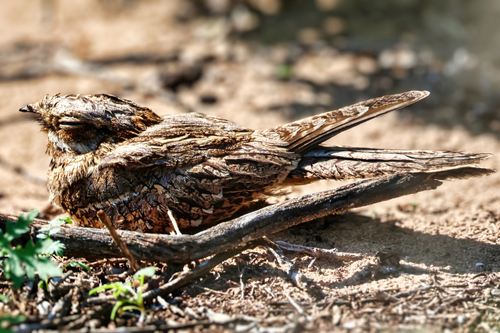 Red-necked Nightjar