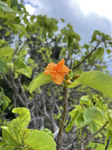 Cordia subcordata observed 2026-01-18