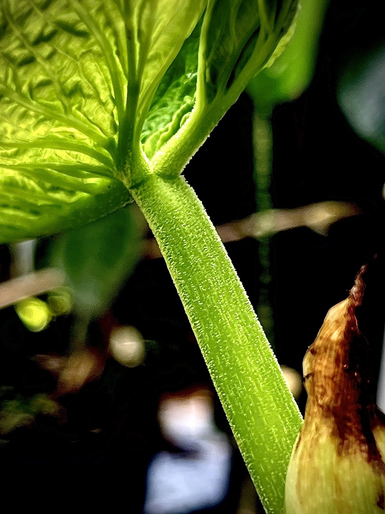 Photos of Philodendron corrugatum  iNaturalist