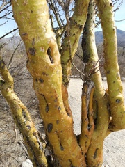 Fouquieria formosa