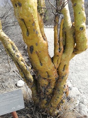 Fouquieria formosa