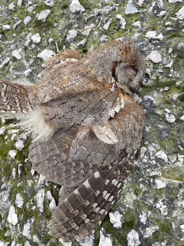 View observation of {o.common_name} on iNaturalist