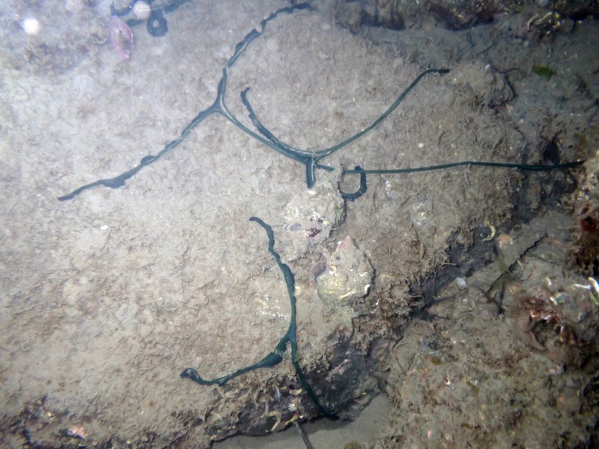 Bonellia viridis Rolando, 1822