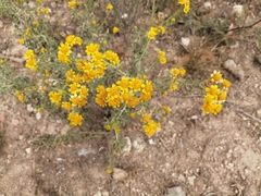 Zaluzania