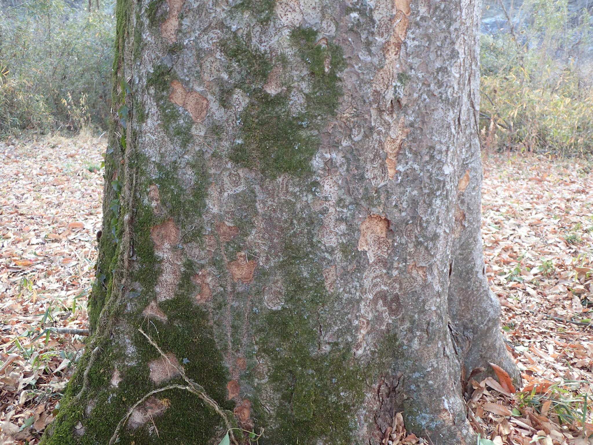 Japanese Zelkova (Zelkova serrata Green Vase)