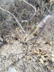 Cnidoscolus tehuacanensis