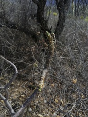 Cnidoscolus tehuacanensis