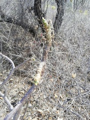 Cnidoscolus tehuacanensis