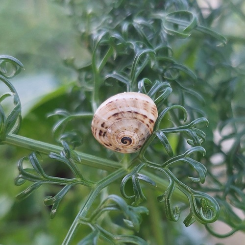 Theba pisana