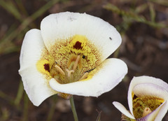 Calochortus superbus