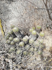 Ferocactus flavovirens