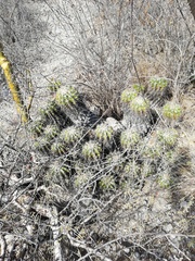 Ferocactus flavovirens