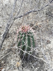 Ferocactus recurvus recurvus