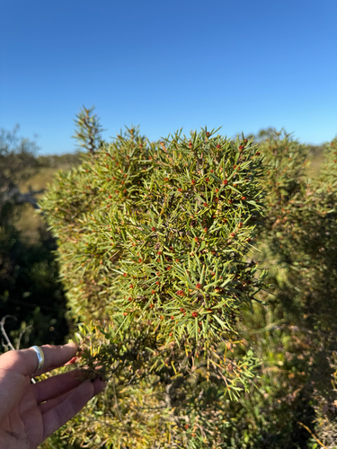 variable-leaved hakea (Hakea varia)
