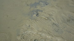 Macrophthalmus
