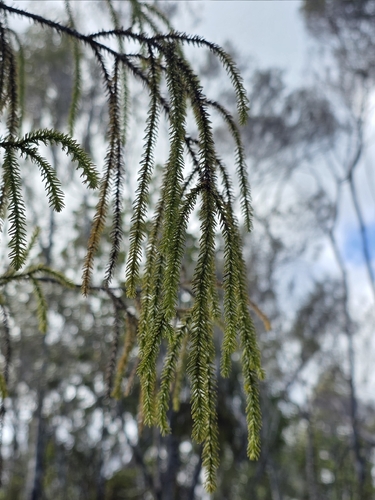 Dacrydium cupressinum