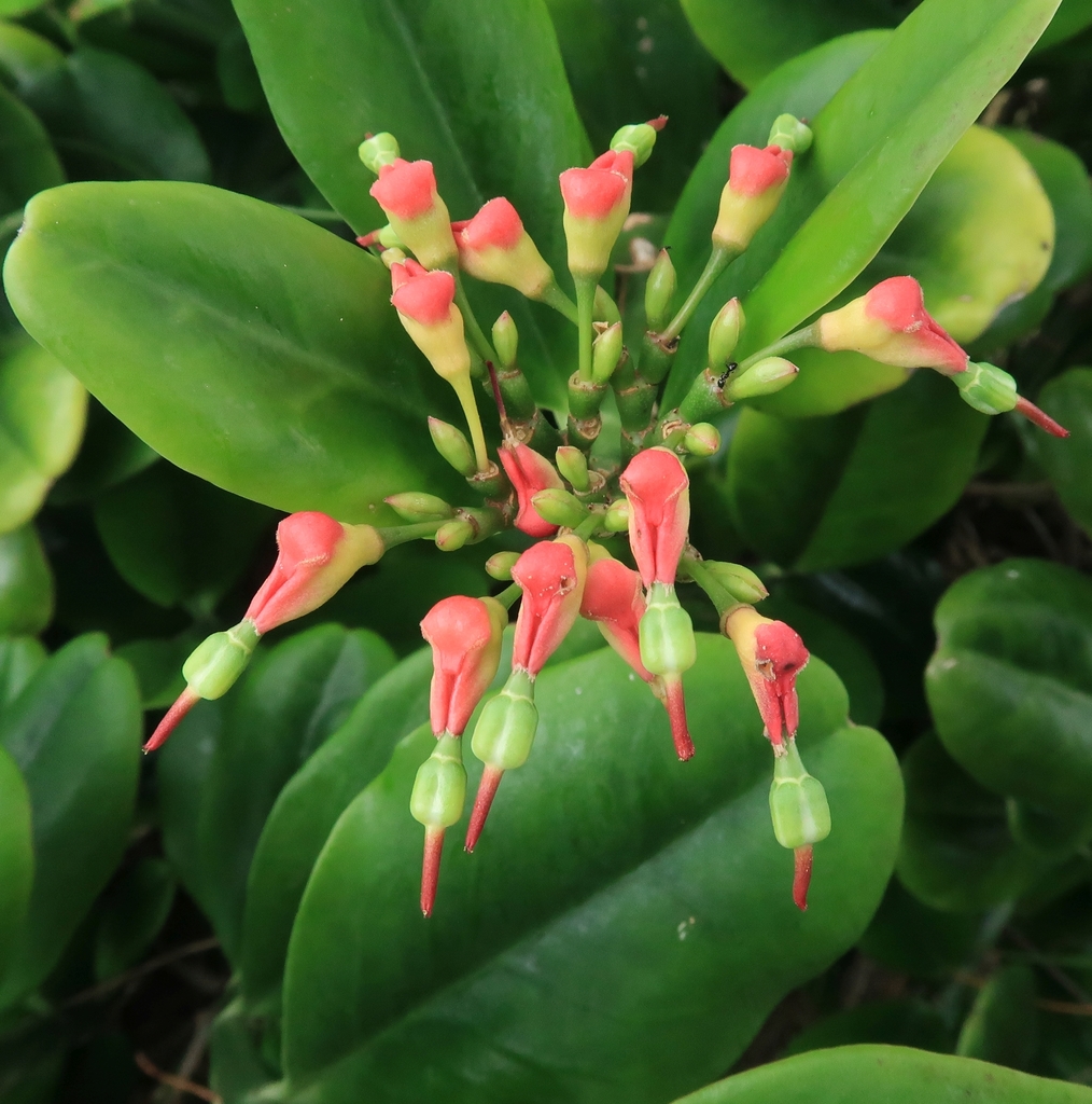 Euphorbia tithymaloides