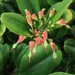 Euphorbia tithymaloides - Photo (c) M. Torre Jorgenson, μερικά δικαιώματα διατηρούνται (CC BY-NC), uploaded by M. Torre Jorgenson