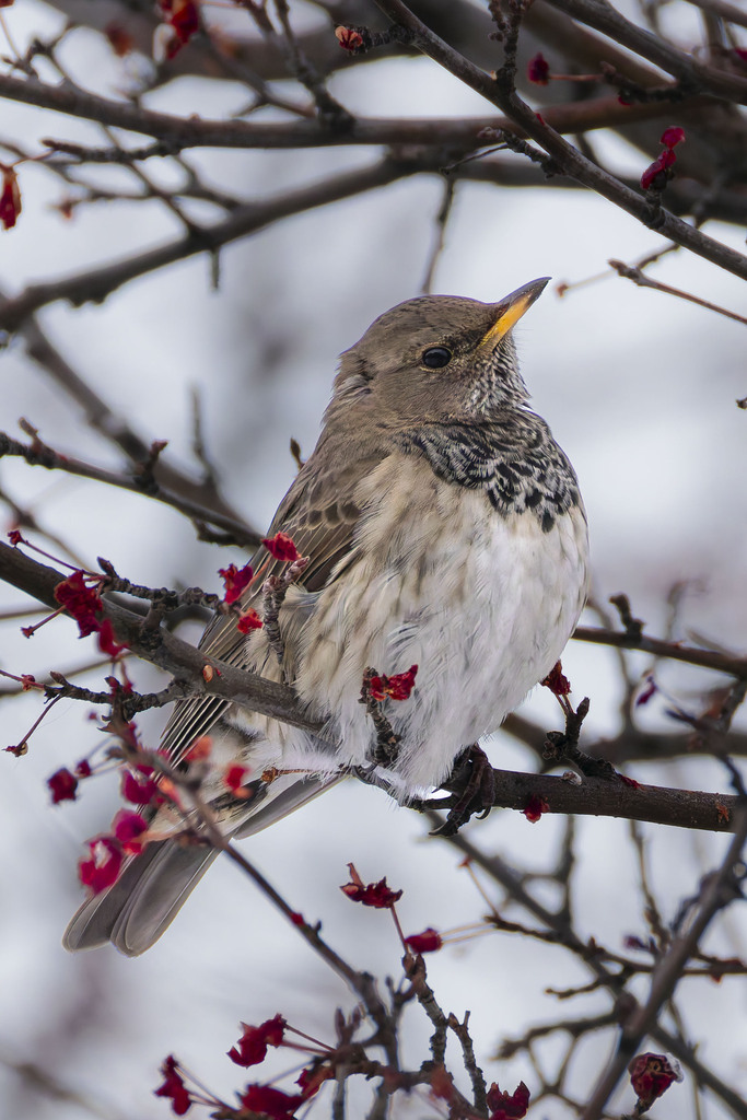 Black-throated Thrush photo