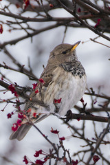 Black-Throated Thrush photo 1