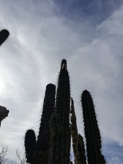 Lemaireocereus hollianus