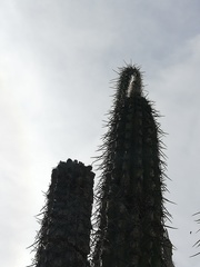 Lemaireocereus hollianus