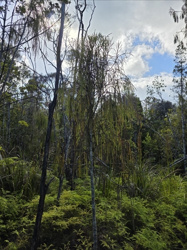 Dacrydium cupressinum