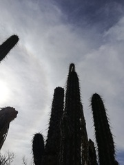 Lemaireocereus hollianus