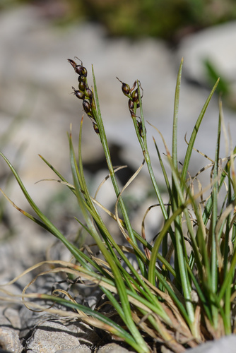 Carex glacialis