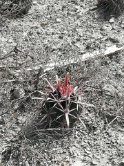 Ferocactus recurvus recurvus