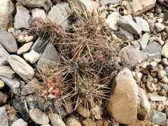 Corynopuntia