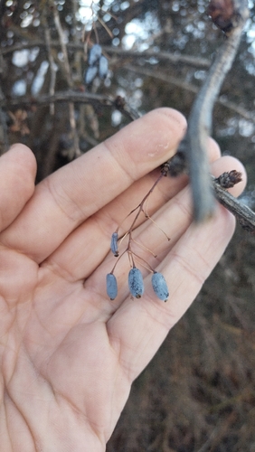 Berberis integerrima