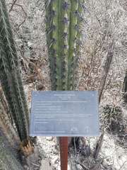 Lemaireocereus hollianus