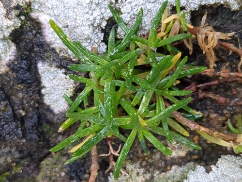Rock Sea-spurrey (Spergularia rupicola)