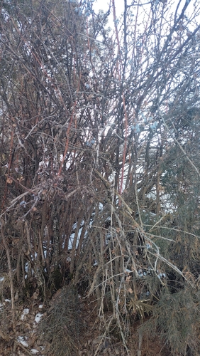 Berberis integerrima, photograph 2