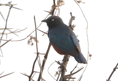 iNaturalist image