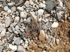 Corynopuntia