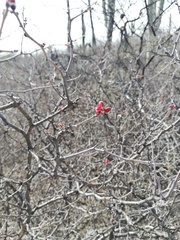 Erythrostemon melanadenius