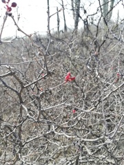 Erythrostemon melanadenius