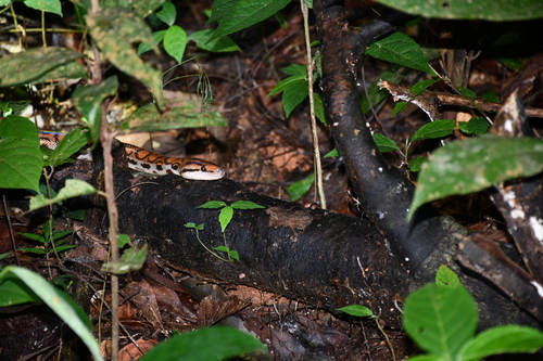 Western Rainbow Boa