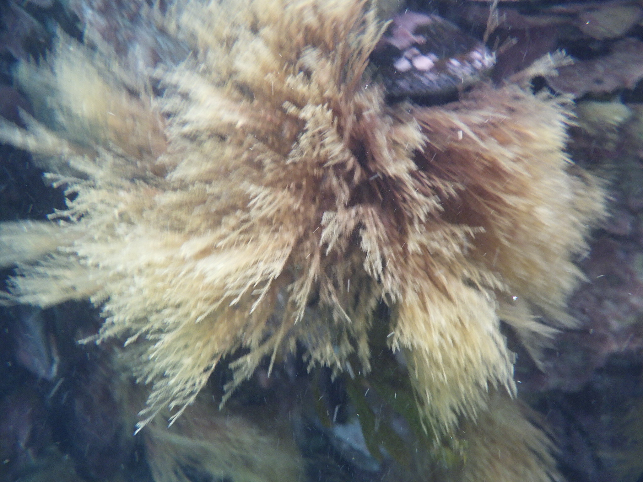Amphisbetia bispinosa (Gray, 1843)